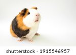 Curious guinea pig on white background, guinea pig cute portrait