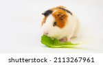 guinea pig with green salad... | Shutterstock . vector #2113267961