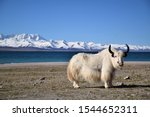 White Yak In Namtso Lake  Tibet....