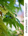Small photo of Celtis occidentalis, commonly known as the common hackberry, deciduous tree native to North America. Also known as the nettletree, sugarberry, beaverwood, northern hackberry, and American hackberry
