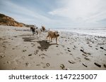 Happy Dogs Playing At The Beach