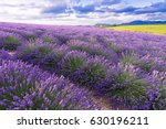 Lavender Field In Sunlight...