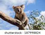 Portrait Of Koala Sitting On A...