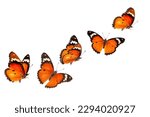 Beautiful monarch butterfly isolated on white background. Set of Big Monarch butterflies, isolated on white background. Tawny Coster (Acraea violae) Acraea terpsicore.