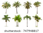 Coconut and palm trees isolated ...