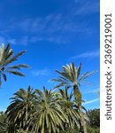 Small photo of Palm trees in Amelia island Florida