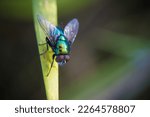 Fly insect resting on grass
