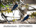 Small photo of Barn Swallows have a steely blue back, wings, and tail, and rufous to tawny underparts.