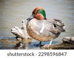 green-winged teal is a common and widespread duck that breeds in the northern areas of North America