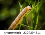 Small photo of Armyworms are actually the caterpillar life stage of a moth