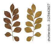 Small photo of True myrtle dry leaf (Myrtus communis) front and back on white background