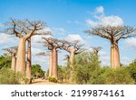 Baobab trees at the avenue of the baobabs, Morondava, Madagascar