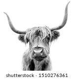 Scottish Highland Cattle On...