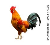 Beautiful Rooster Isolated On...