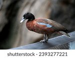 Small photo of Close up of Hartlaub’s duck (Pteronetta hartlaubii) in the park, It is a dark chestnut-coloured duck of African forests, resident in equatorial West and Central Africa, selective focus.