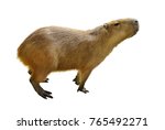 Capybara   Hydrochoerus...