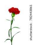 Beautiful Red Carnation Flower...