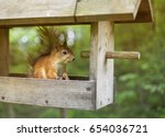 Cute Squirrel Sitting In The...