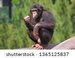 African Chimpanzee At Indian...