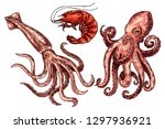 octopus and squid isolated ... | Shutterstock . vector #1297936921