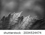 leaf background.  summer leaf... | Shutterstock . vector #2034524474