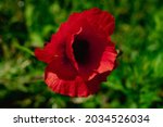 gorgeous bright red poppies... | Shutterstock . vector #2034526034