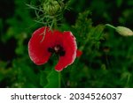 gorgeous bright red poppies... | Shutterstock . vector #2034526037