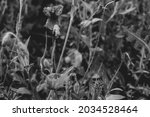 gorgeous bright black and white ... | Shutterstock . vector #2034528464