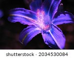 beautiful flowers. magic summer ... | Shutterstock . vector #2034530084