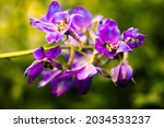 colorful summer flower.... | Shutterstock . vector #2034533237