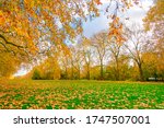 Autumn Landscape. Autumn Tree...