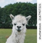 Cute And Funny Alpacas And...