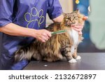 Professional groomer brushing Maine Coon cat hair