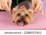 Groomer cleans ears of Yorkshire Terrier at home, professional care of dog, groomer services. portrait of a yorkshire terrier being held by the ears