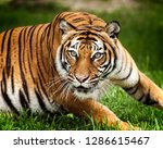 Malayan Tiger   Panthera Tigris