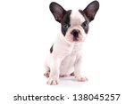 French Bulldog Puppy Portrait...