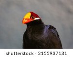The Violet Turaco Bird Portrait