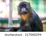 Mandrill Monkey In The Zoo