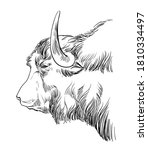 Monochrome Cow Head Sketch Hand ...