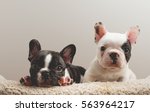 Two French Bulldog Puppies...