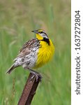 Small photo of Eastern Meadowlark perched on a iron post singing in springtime in Ottawa, Canada