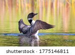 Common Loon breaching the water to stretch and dry its feathers in the morning on White Lake, Ont, Canada