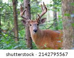 White tailed deer buck in the...