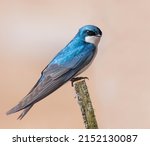 Tree Swallow Perched On An Old...