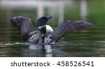 Common Loon Breaching The Water ...