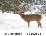 White Tailed Deer Buck Sniffing ...