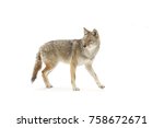 A Lone Coyote Canis Latrans...