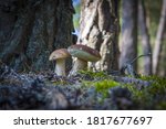 two cep mushrooms grows in wood.... | Shutterstock . vector #1817677697