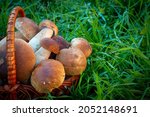 basket with porcini mushrooms... | Shutterstock . vector #2052148691