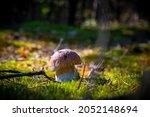 small porcini mushroom grow in... | Shutterstock . vector #2052148694